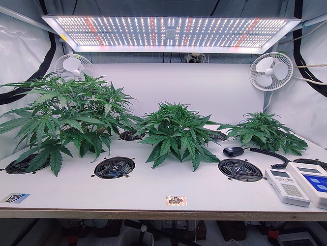 Growreport Bild 7