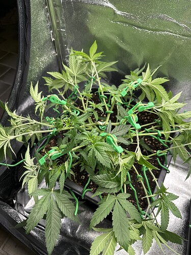 Growreport Bild 19