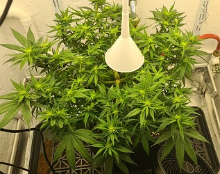 Growreport Bild 53