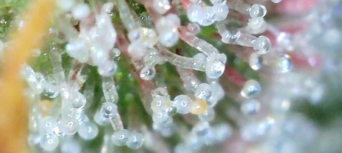 Screenshot_20240711_041217_Gallery