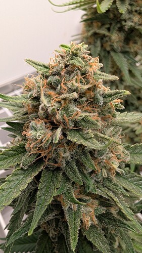 Growreport Bild 4