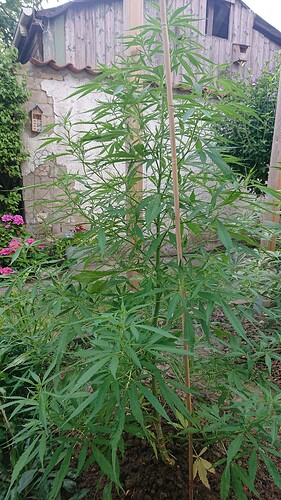 Growreport Bild 52