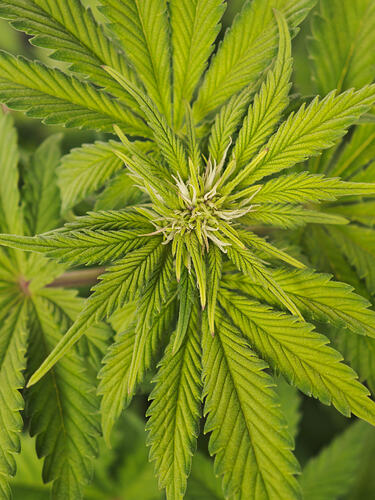 Growreport Bild 17