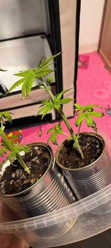 Growreport Bild 44