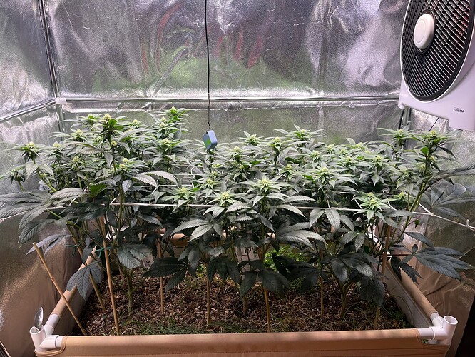 Growreport Bild 1