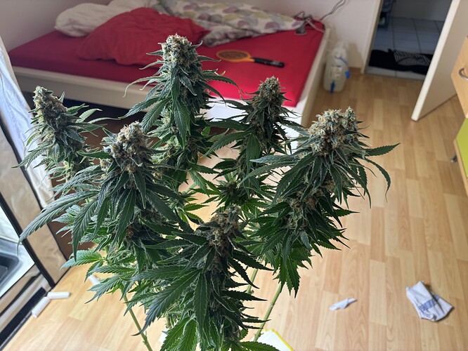 Growreport Bild 64