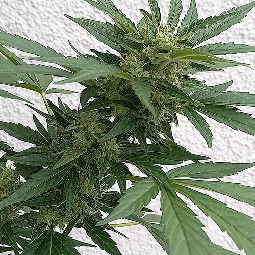 Growreport Bild 23