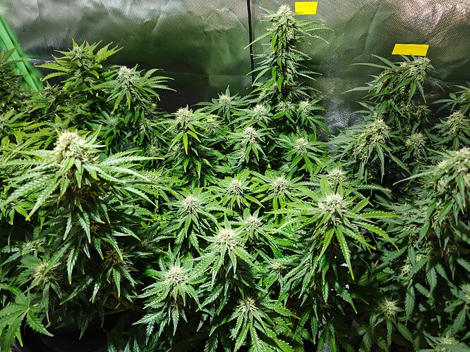 Growreport Bild 12