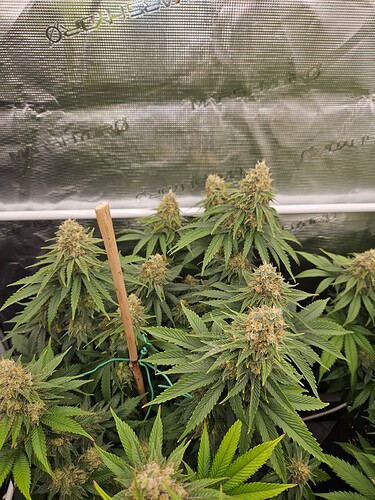 Growreport Bild 18