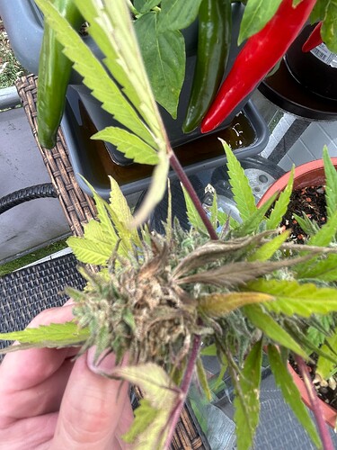Growreport Bild 7