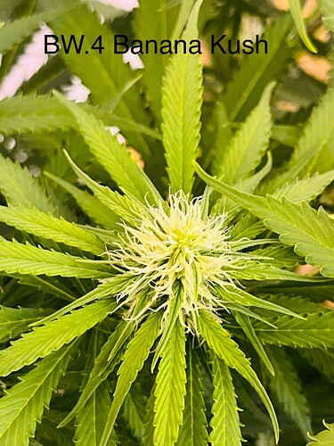 Growreport Bild 4