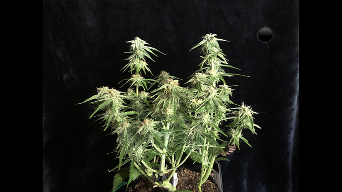 Growreport Bild 3