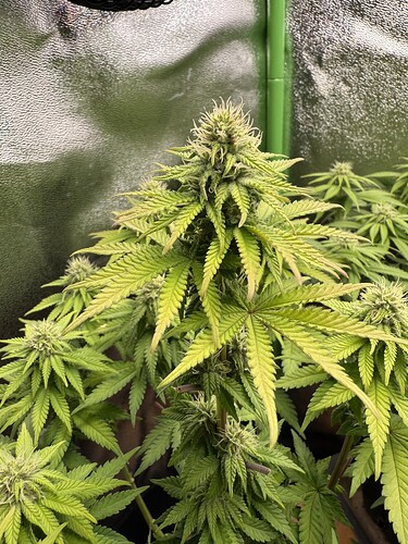 Growreport Bild 32