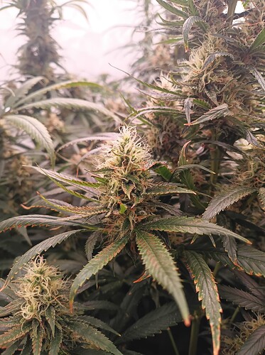 Growreport Bild 33