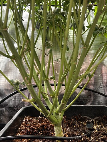 Growreport Bild 37