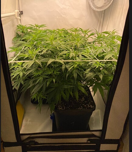 Growreport Bild 5