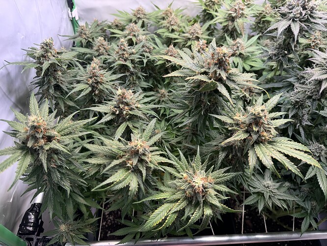 Growreport Bild 3