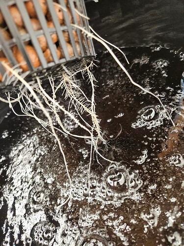 Growreport Bild 36
