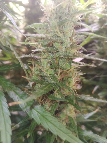 Growreport Bild 10