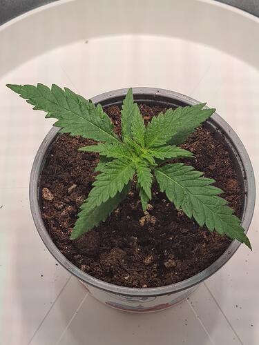 signal-2024-06-27-095559_002