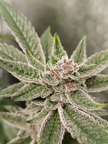 Growreport Bild 2