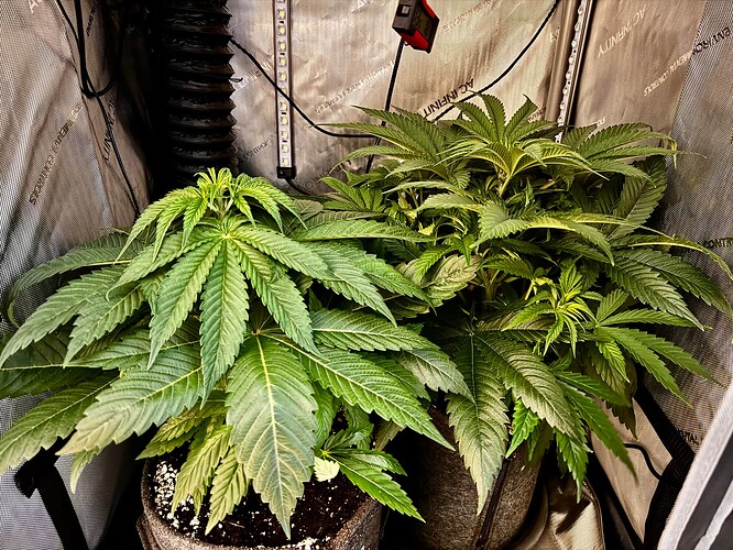 Growreport Bild 1