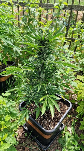 Growreport Bild 33
