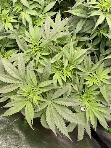 Growreport Bild 4