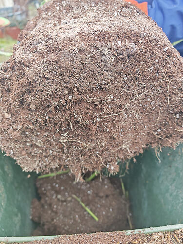 Growreport Bild 4