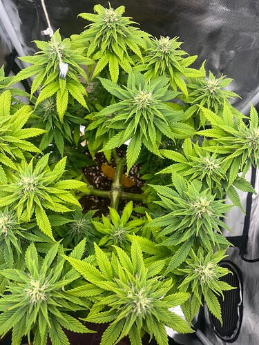 Growreport Bild 3