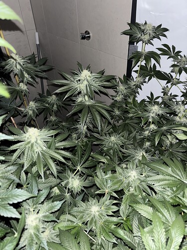 Growreport Bild 11