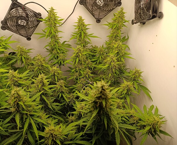 Growreport Bild 6
