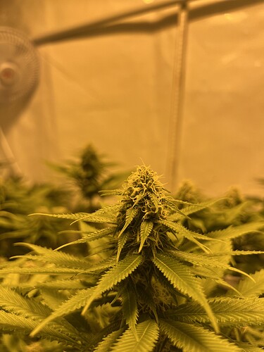 Growreport Bild 3