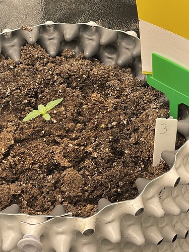 Growreport Bild 4