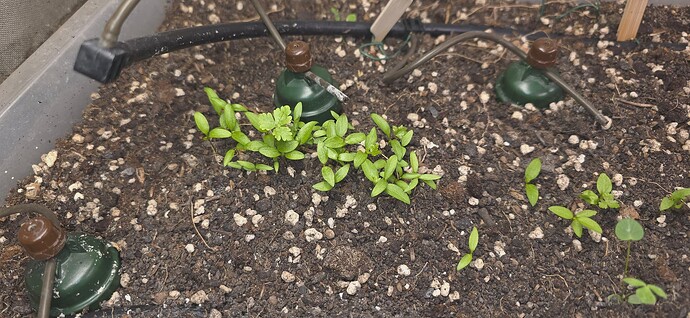 Growreport Bild 38