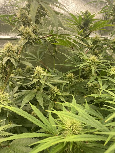 Growreport Bild 4
