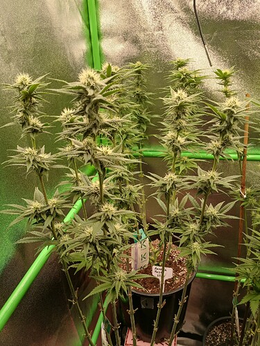 Growreport Bild 4