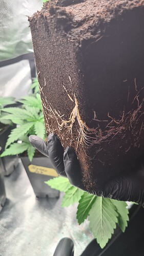 Growreport Bild 2