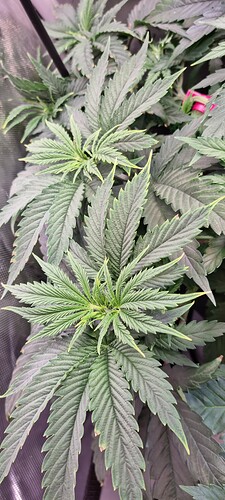 17326360218553142951772437666054