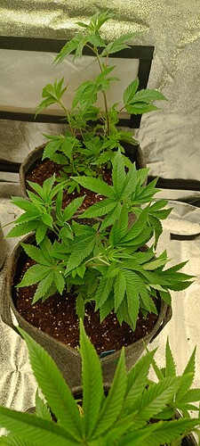 Growreport Bild 5
