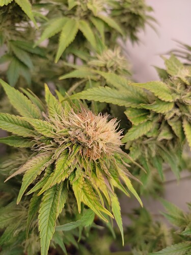 Growreport Bild 39