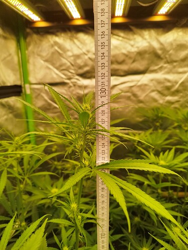 Eine junge Cannabispflanze im Wuchsstadium mit einer Messlatte daneben, die die Höhe anzeigt. Die Pflanze hat bereits erste Blütenansätze.