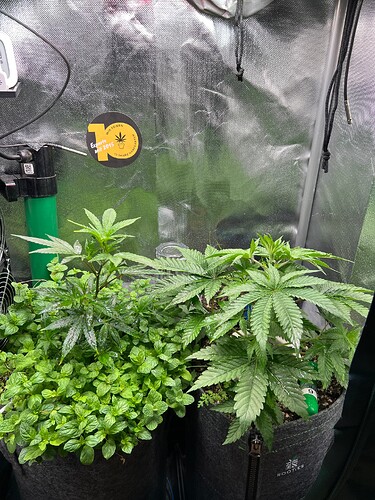 Growreport Bild 5