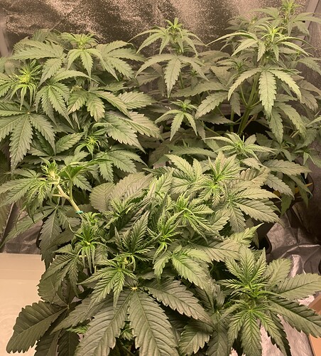 Growreport Bild 6