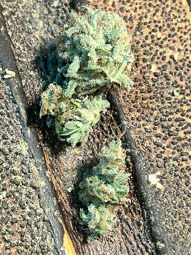 Zwei getrocknete Cannabis-Blüten liegen auf einer strukturierten Oberfläche.