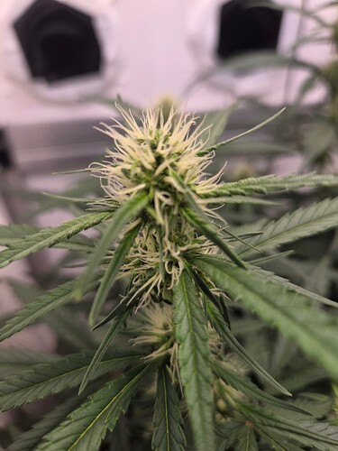 Growreport Bild 3