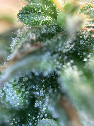 Growreport Bild 9