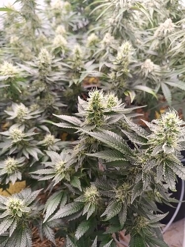 Growreport Bild 6