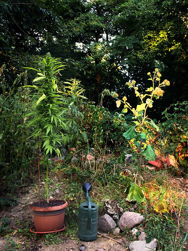 Grow26_0814_17