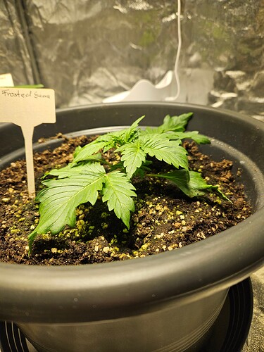 Growreport Bild 45